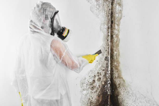 Best Industrial Mold Remediation in El Macero, CA