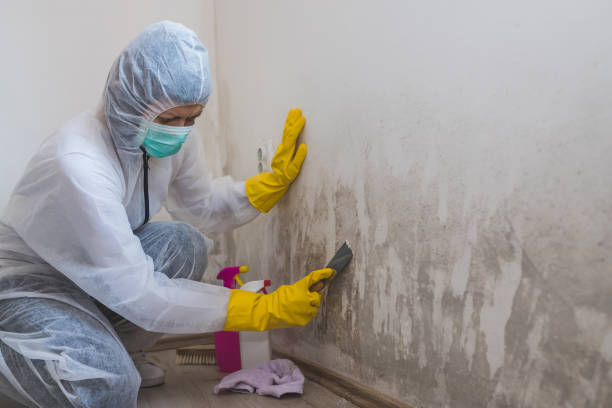 Professional Mold Remediation in El Macero, CA