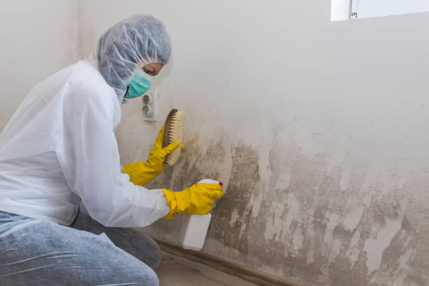 Best Preventive Mold Services in El Macero, CA