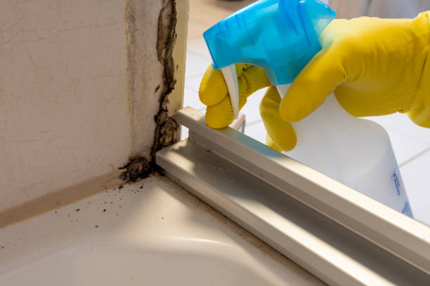 Best Bathroom Mold Remediation in El Macero, CA