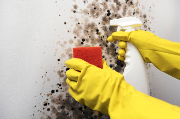 Best White Mold Remediation in El Macero, CA