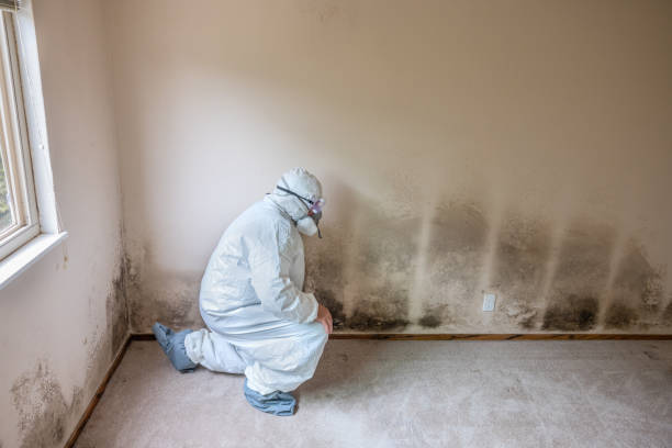 Best DIY Mold Remediation Support Services in El Macero, CA