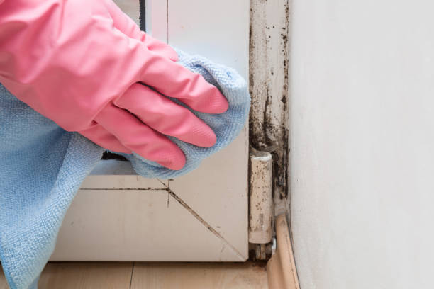 Best Localized Mold Remediation (e.g., coastal areas, humid climates) in El Macero, CA